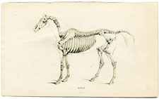 Horse Skeleton