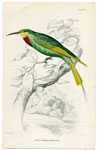 Blue-cheeked Bee-Eater