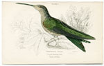 Gigantic Hummingbird