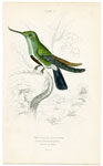 Avocet Hummingbird