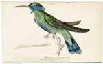 Blue-bellied Saw-billed Hummingbird