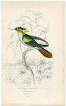 Viellot's Hummingbird