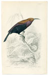 Fire-backed Sunbird