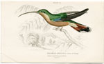Hairy-legged Hummingbird