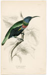 Nectarinia Splendida (Splendid Hummingbird)