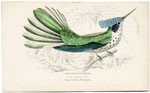 Stoke's Hummingbird