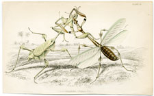 Empusa Gongylodes, Empusa lobipes