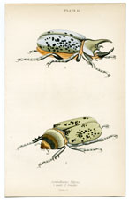 Scarabaeus Tityus