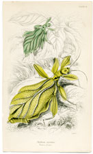 Phyllium siccifolia