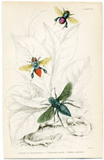 Euglossa Surinamensis, etc.