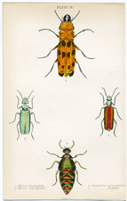 Horia maculata, etc.