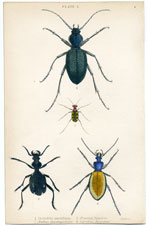 Cicindela aurulenta, etc.