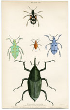 Curculio Latreillu, etc.