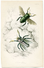 Xylocopa Latipes, etc.