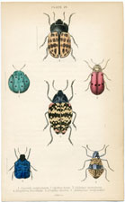 Plate 29 Cassida sexpustulata, etc