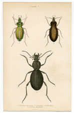 Carabus auratus, etc.