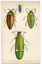 Buprestis chrysis, etc.