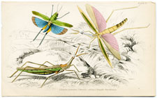 Locusta Surinama, etc.