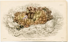 Nest of the common humble bumble-bee