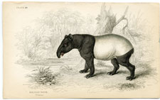 Malayan Tapir