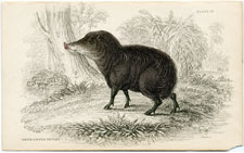 White-lipped Peccary