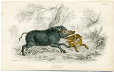 The Wild Boar