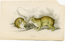 Lepus Tapeti