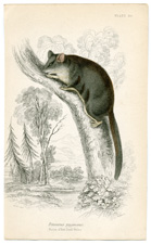 Petaurus Pygmaeus