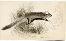 Flying Squirrel