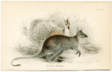 Macropus Bennettii