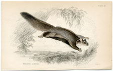 Flying Squirrel