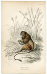 Leonine Tamarin