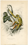 Active Gibbon