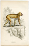 Inuus Sylvanus (The Barbary Ape)