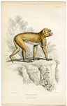 Inuus Sylvanus (The Barbary Ape)