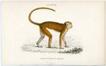 Cercopithecus Ruber (The Red Monkey)
