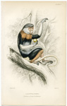 Douc or Cochin China Monkey
