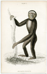 Hylobates Hoolock (the Hoolock)