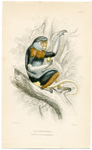 Douc or Cochin China Monkey