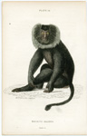Macacus Silenus (Wanderoo Monkey)