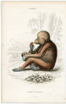 Pithecus Satyrus (Red Orangutang)