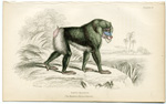 Mandril, Rib-nose Baboon