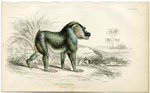 Papio Leucphaeus (The Drill Baboon)