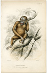 Pithecus Satyrus (Red or Asiatic Orangutang)