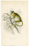 Semnoepitecus entellus