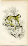 The Green Monkey