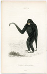 Hylobates Syndactyla (The Siamang)