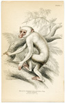 Macacus (Mainmon) Brachyurus (White Maimon)