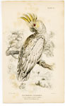 Lesser sulphur-crested Cockatoo