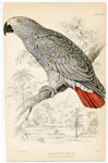 Ash-coloured or Grey Parrot